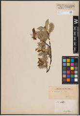 Foto von Salix caprea L.